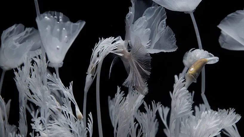 日本藝術(shù)家新作展覽活動推出的水上花園，透明的花令人難以置信